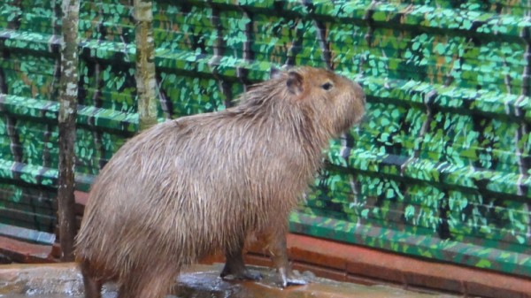 11-jeune kapybara
