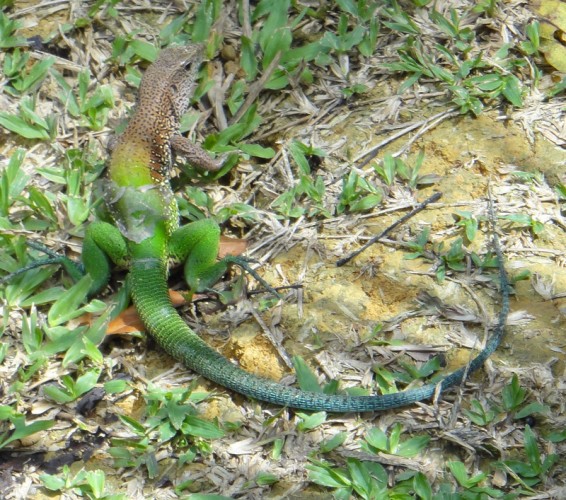 12-salamandre