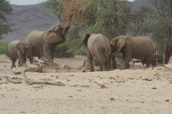 16 famille d'éléphants