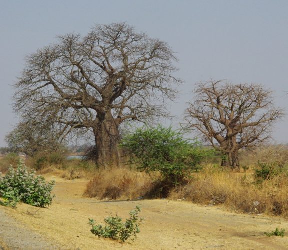 19-baobabs